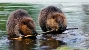 Bobr evropský - návrat stavitele do naší krajiny 1